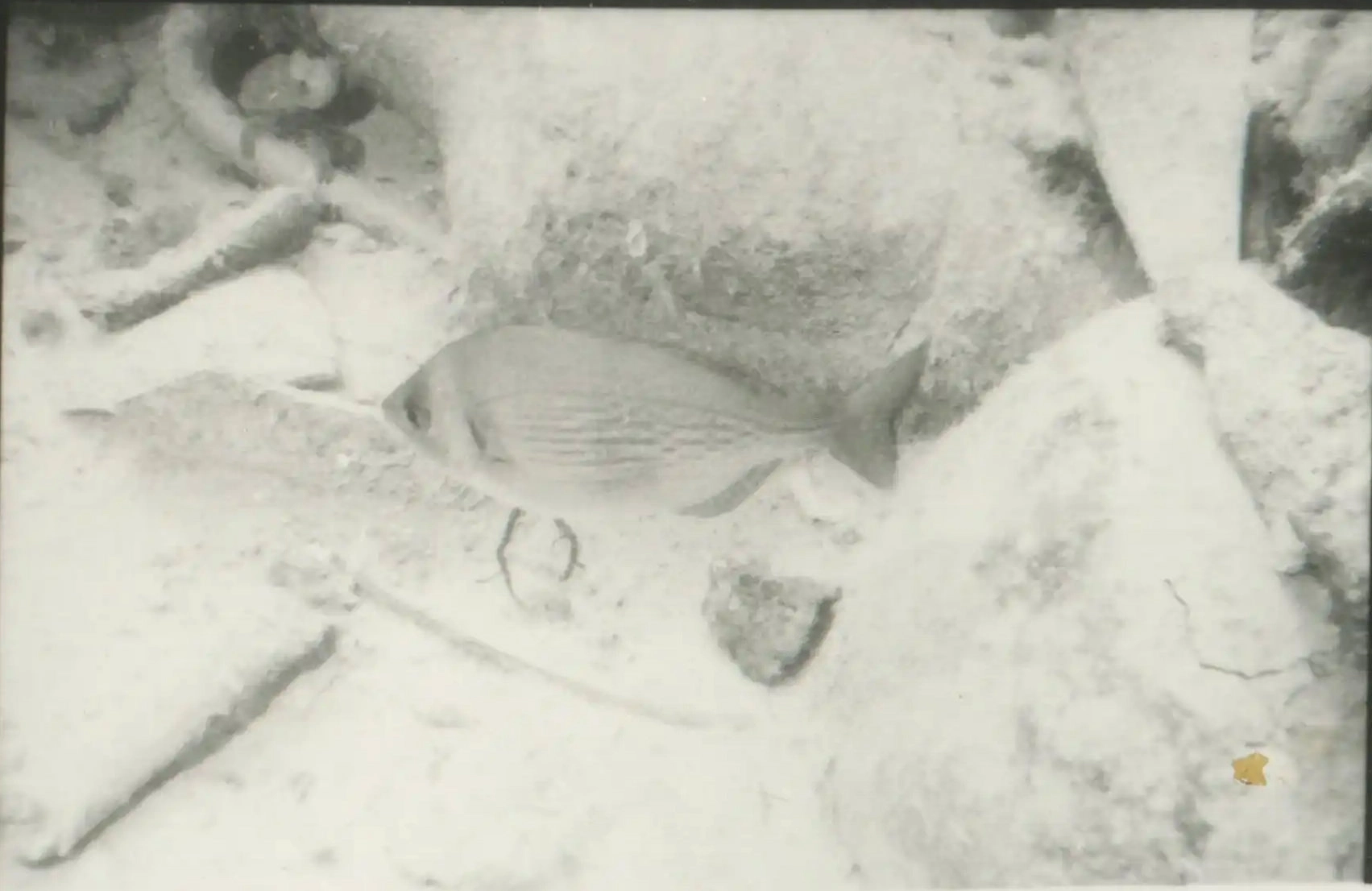 eua-alonnisos-peristera-erevna004