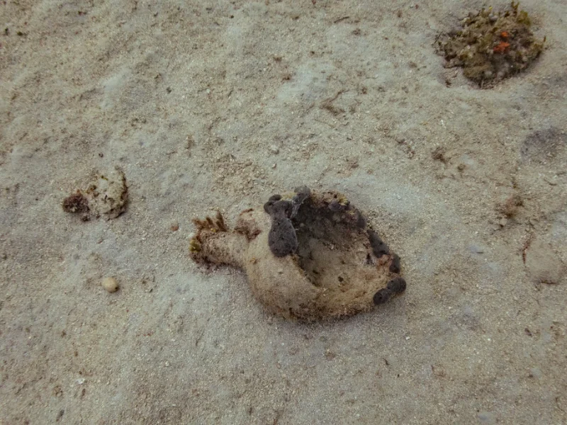 eua-glaros-cargo-amphora-01