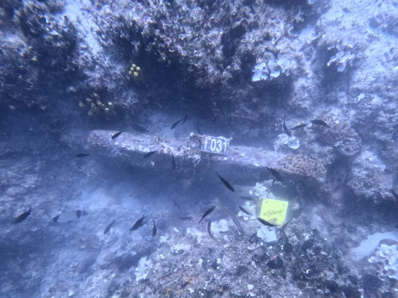 Λίθινος στύπος από άγκυρα του ναυαγίου στο ακρωτήριο Γλάρος, Δυτικός Παγασητικός Λίθινος στύπος από άγκυρα του ναυαγίου στο ακρωτήριο Γλάρος, Δυτικός Παγασητικός