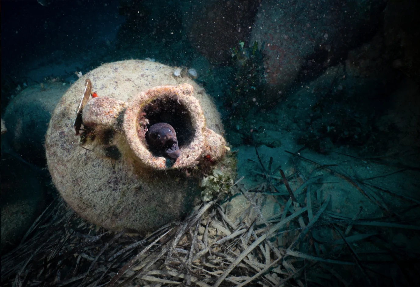 Moray Eel in Ancient Amphora – Peristera Shipwreck Habitat Moray eel emerging from ancient amphora at the Peristera shipwreck site, surrounded by seagrass and marine debris.